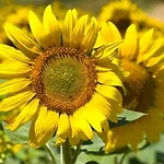 L\'Acquedotto Felice